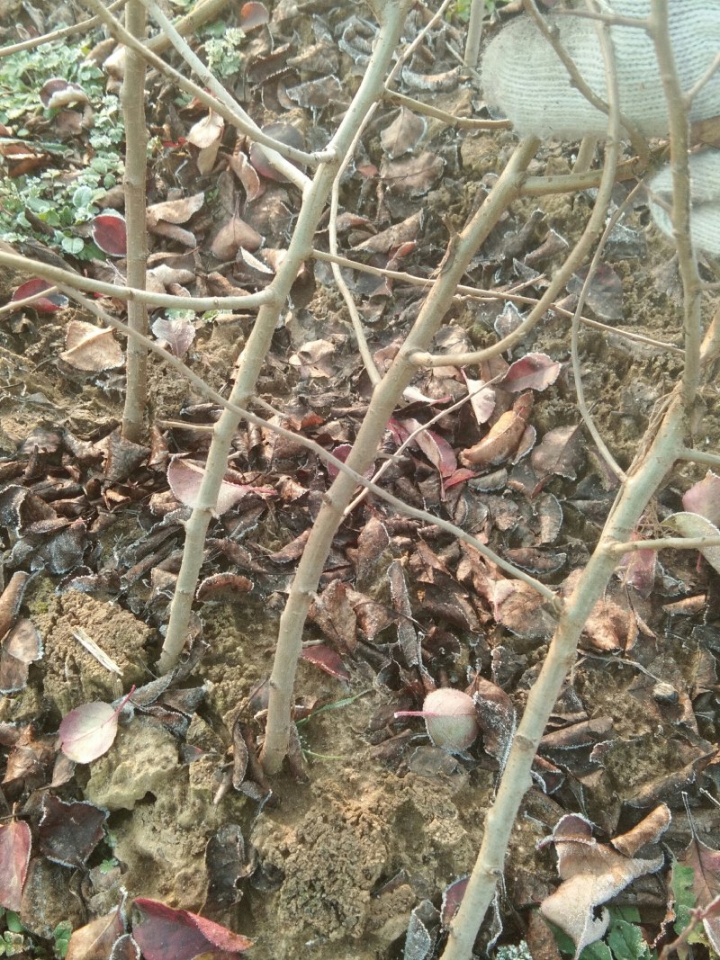 杜梨苗嫁接各种梨树专用占木