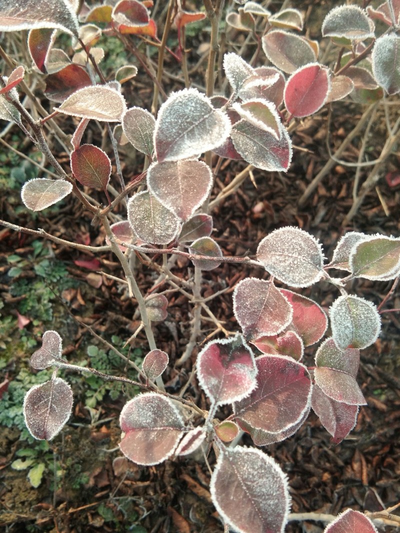 杜梨苗嫁接各种梨树专用占木