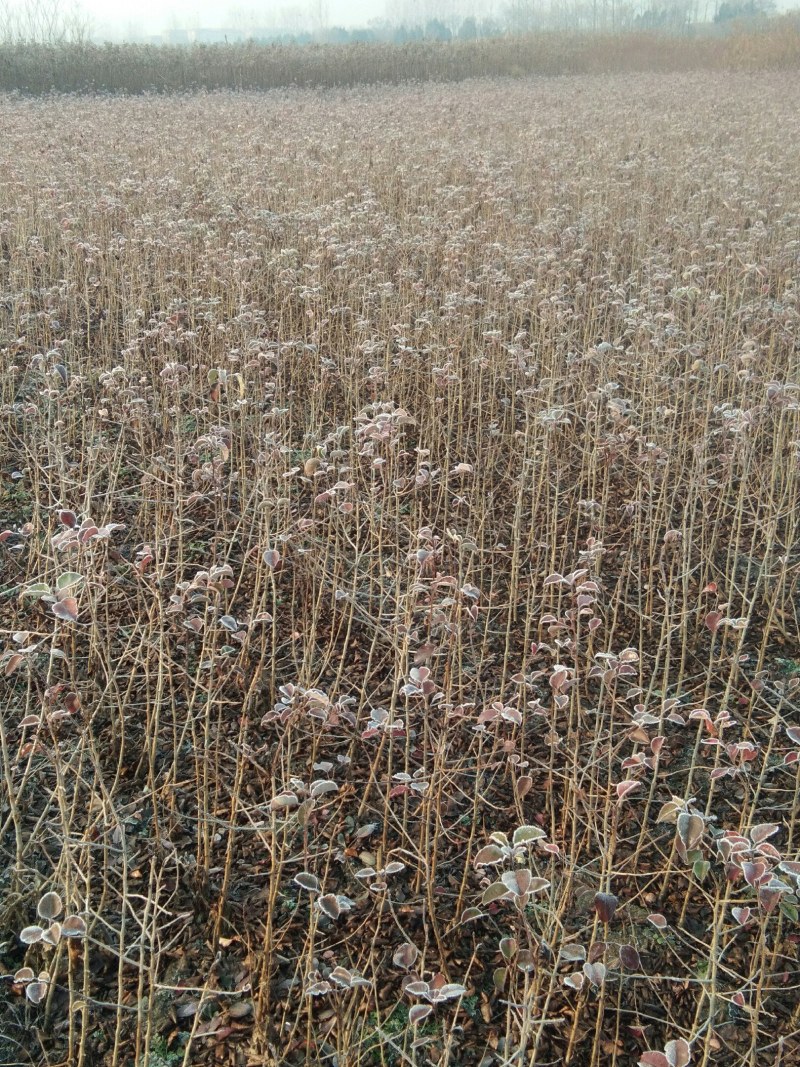 杜梨苗嫁接各种梨树专用占木