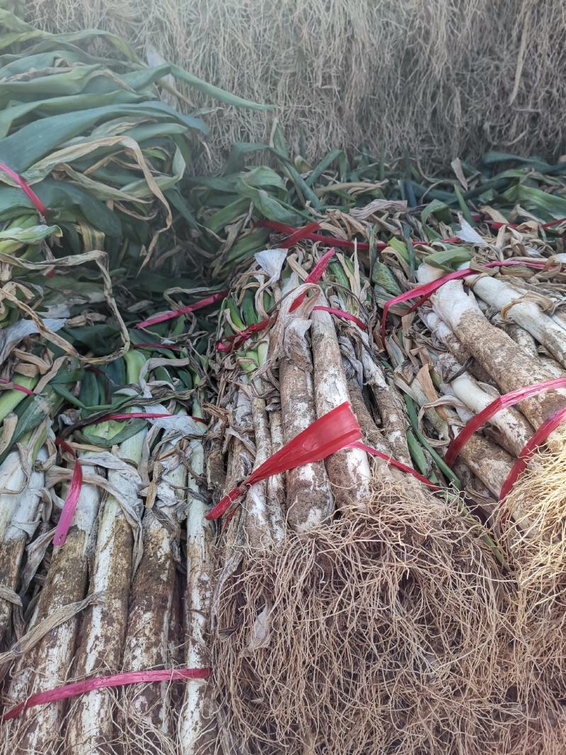 长白大葱，大量出售，好货数量有限，先到先得。