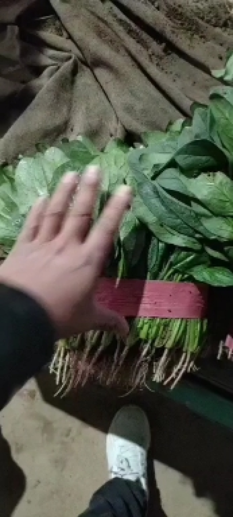 邯郸精品波菜产地直供25到35左右货量充足