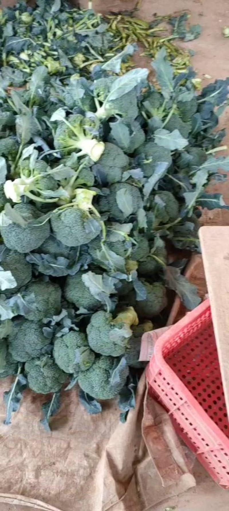邯郸精品西兰花产地直供大量有货个头均匀颜色好看