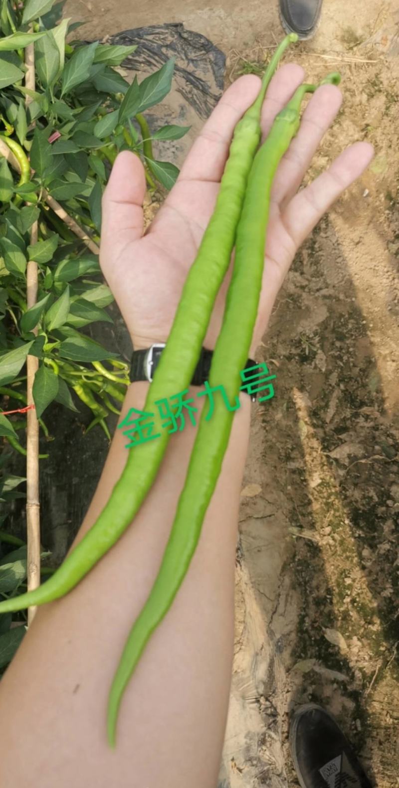 【精选苗】辣椒苗线椒苗黄皮薄皮线椒苗8号线椒抗旱抗病