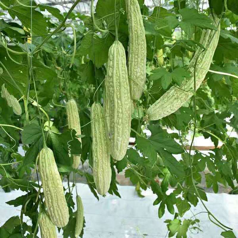 青龙苦瓜苗，绿苦瓜苗大棚种植培育品质保障量大从优欢迎
