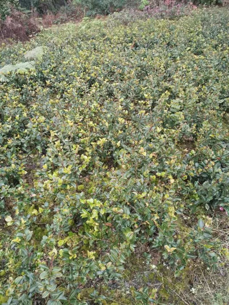 重庆巴南区茶梅基地地苗大量批发价格美丽诚信经营