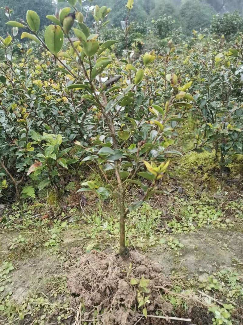 重庆巴南区茶梅基地地苗大量批发价格美丽诚信经营