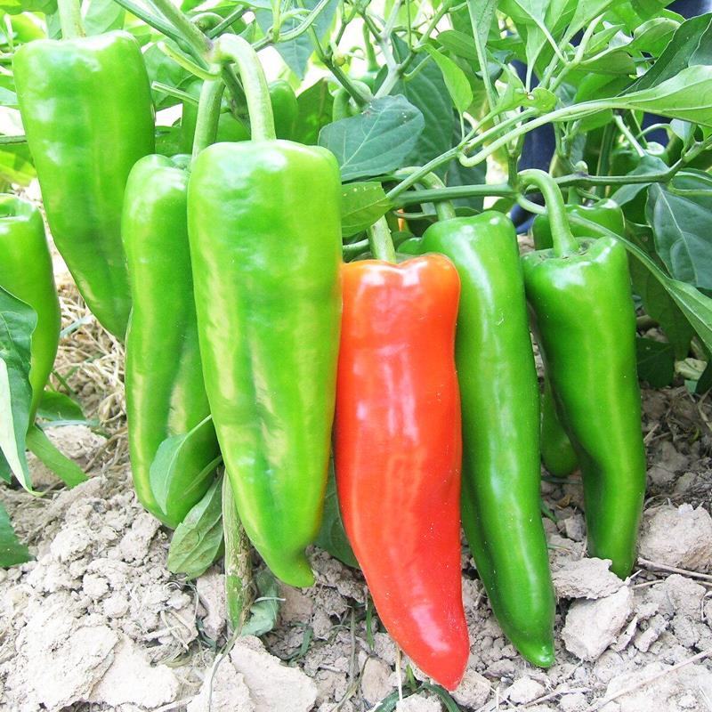 【辣椒苗】黄皮辣椒苗大羊角椒苗菜椒苗已脱毒