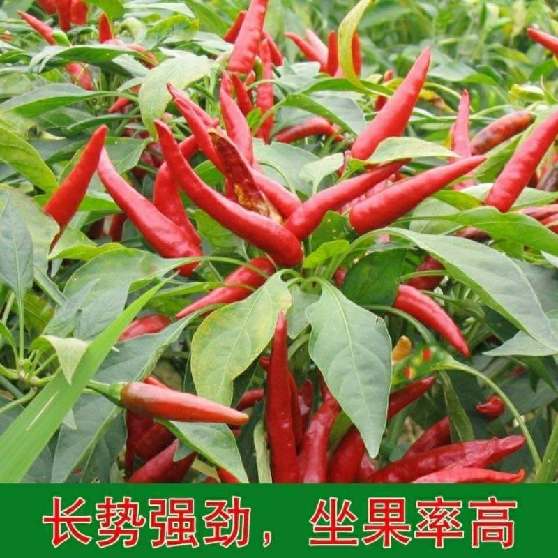 【辣椒苗】正宗朝天椒苗米椒苗一手货源包技术包售后