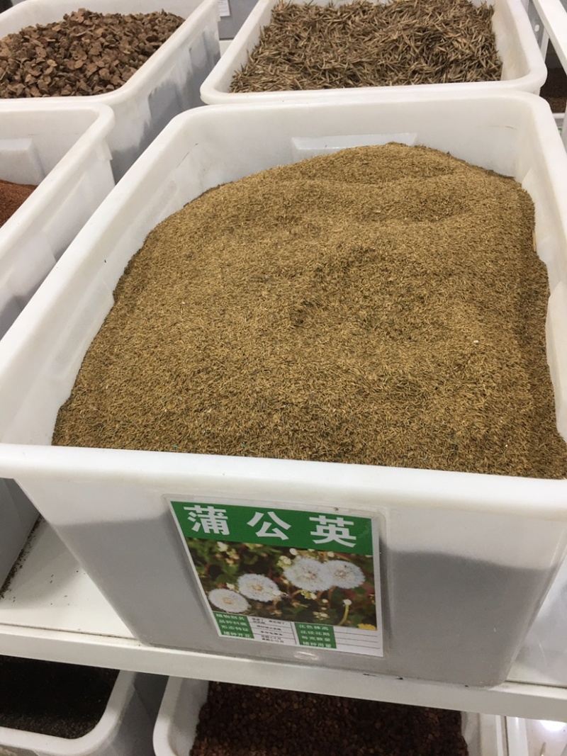 蒲公英种子种籽四季婆婆丁春秋冬季野菜种孑药盆栽蔬菜种籽