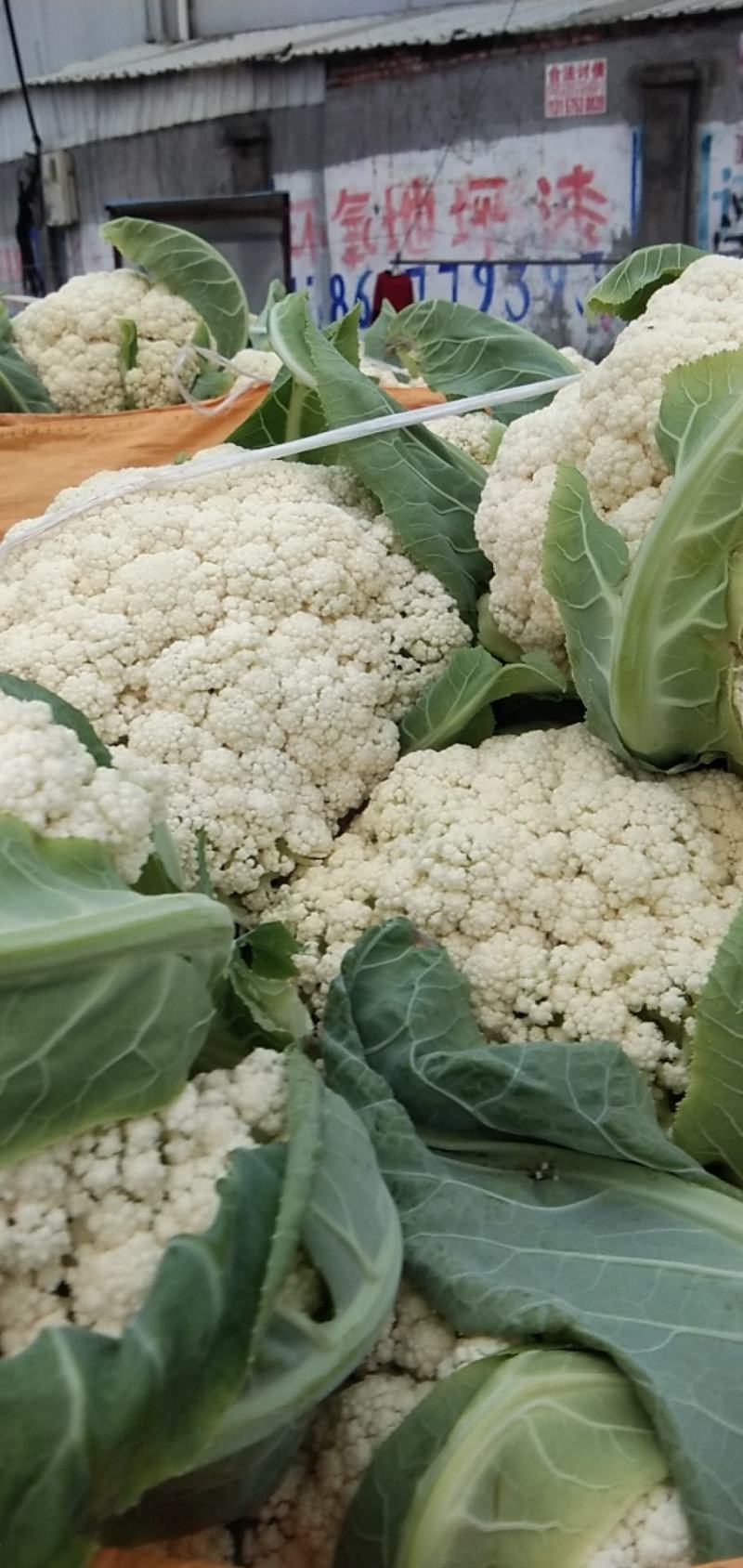 精品白面青更有机花菜