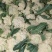 精品白面青更有机花菜