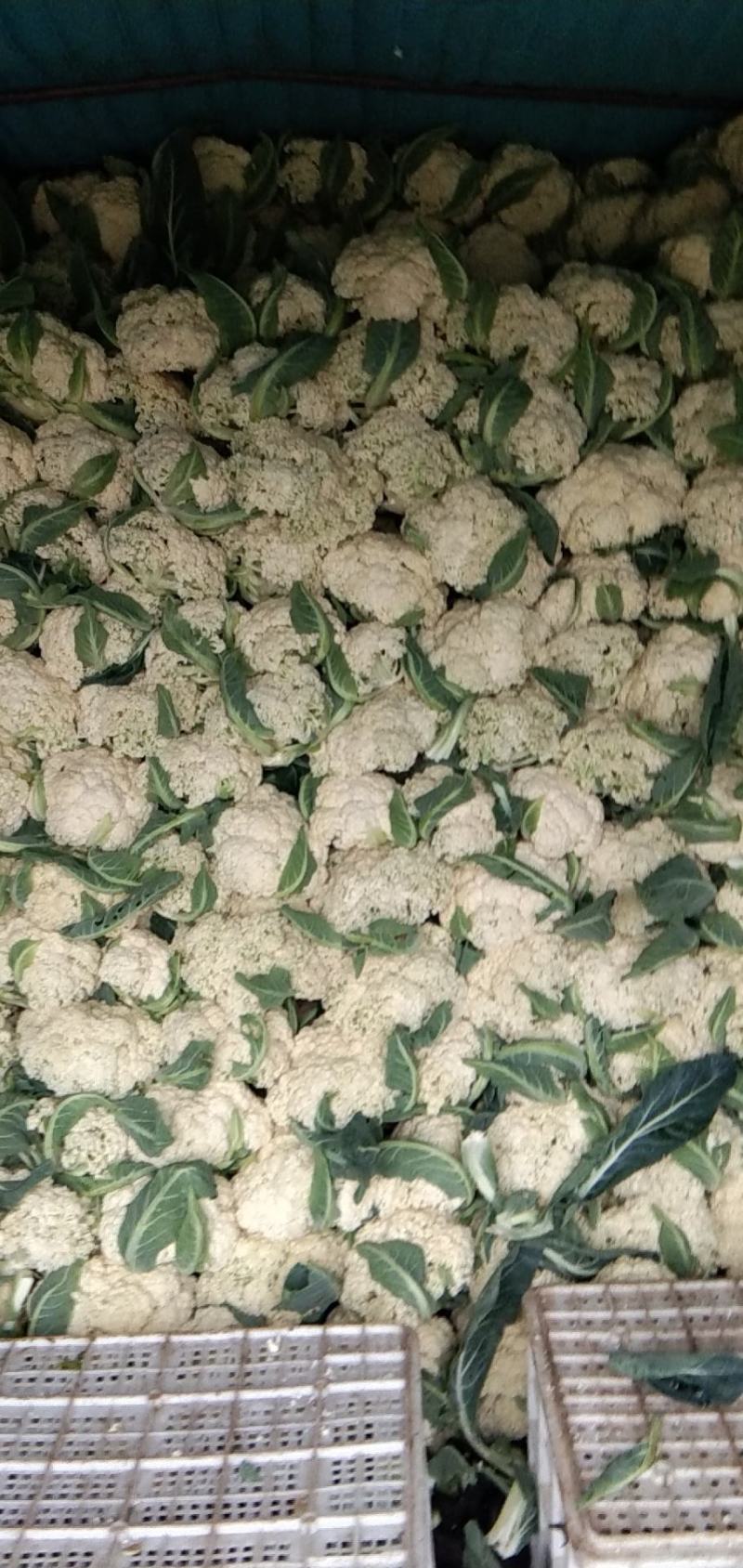 精品白面青更有机花菜