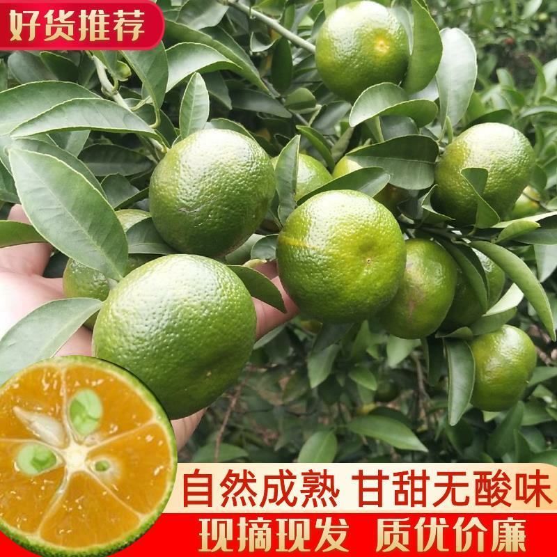 桂林清香橘青皮蜜桔上市中甘甜多汁毫无酸味一手货源