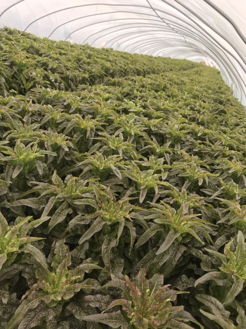 大批量莴苣全面上市质量非常好欢迎老板实地参观现价格美丽