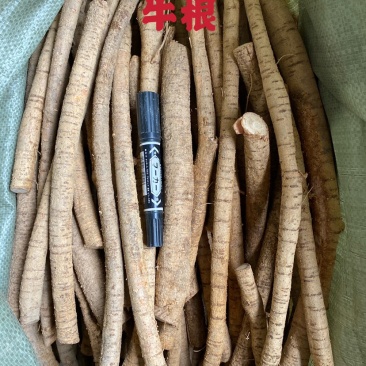 广东省包邮，新鲜黄皮牛大力牛根，规格齐全，质量新鲜