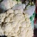 砀山花菜量大优惠，菜花新鲜蔬菜热销中