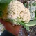 砀山花菜量大优惠，菜花新鲜蔬菜热销中
