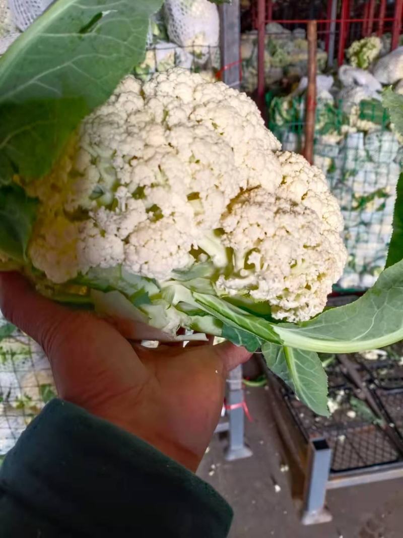 砀山花菜量大优惠，菜花新鲜蔬菜热销中