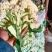 砀山花菜量大优惠，菜花新鲜蔬菜热销中