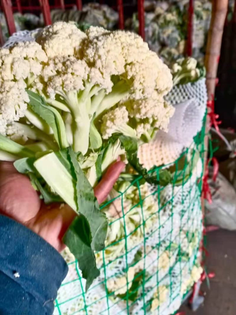 砀山花菜量大优惠，菜花新鲜蔬菜热销中