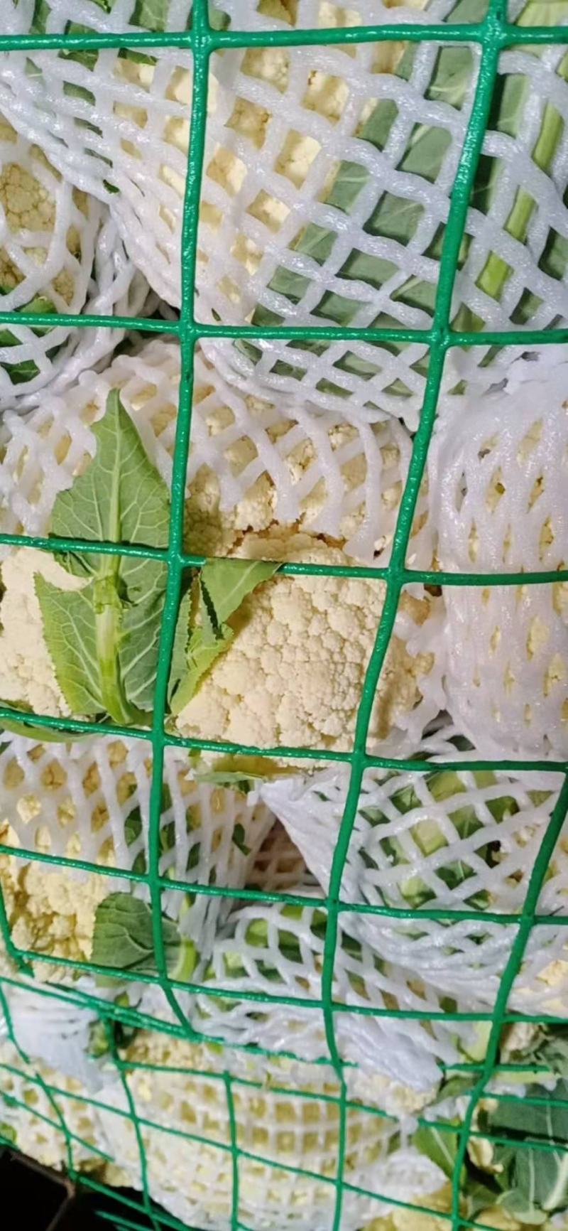 砀山花菜量大优惠，菜花新鲜蔬菜热销中