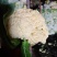 砀山花菜量大优惠，菜花新鲜蔬菜热销中