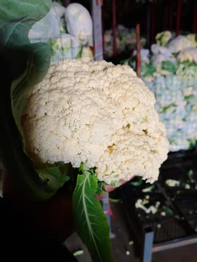 砀山花菜量大优惠，菜花新鲜蔬菜热销中
