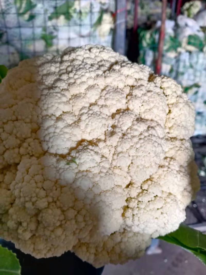 砀山花菜量大优惠，菜花新鲜蔬菜热销中