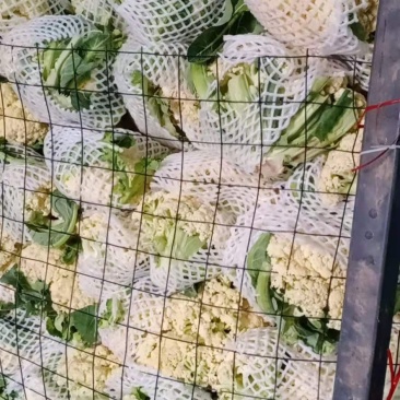 砀山花菜量大优惠，菜花新鲜蔬菜热销中