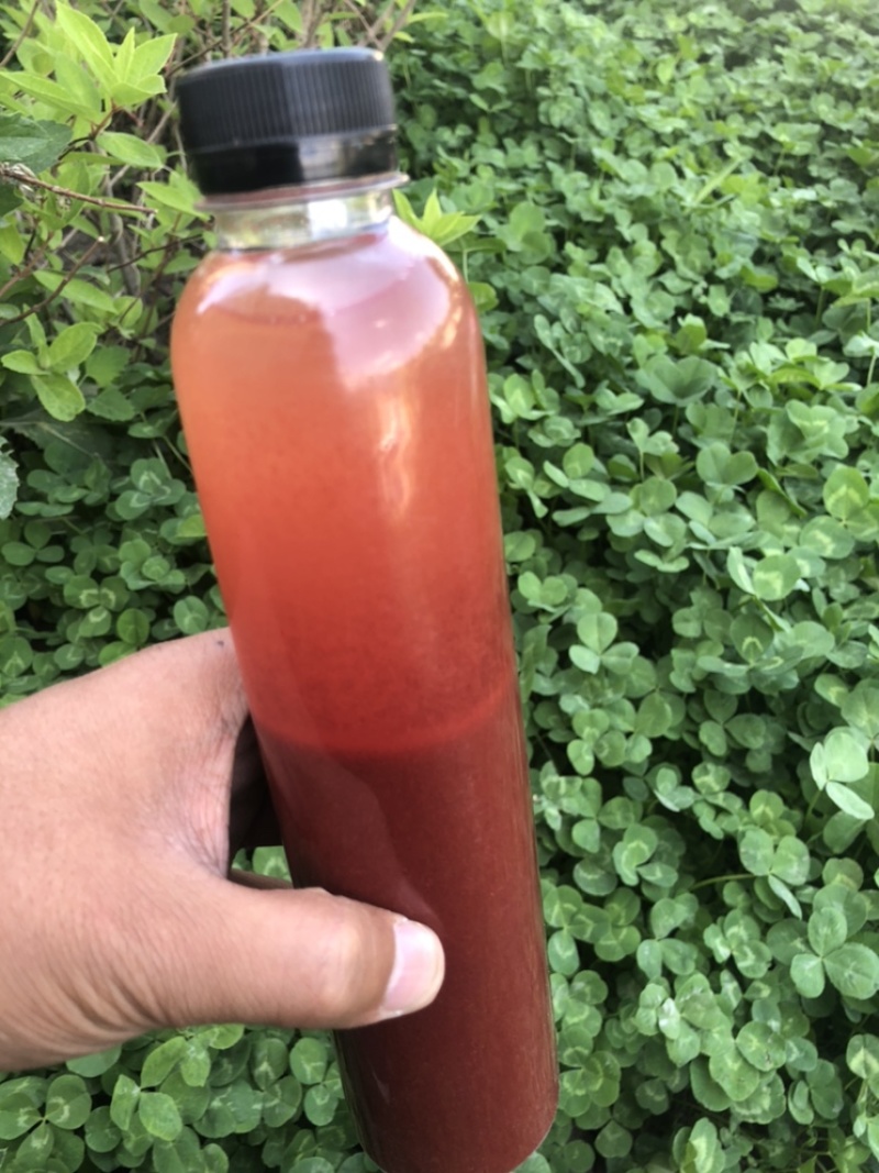 鹿茸血鹿茸血酒纯正正宗东北吉林长春鹿场直发纯正