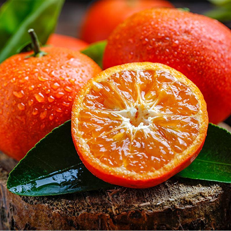 沙糖桔广西正宗砂糖橘一件代发招代理电商果大量供应