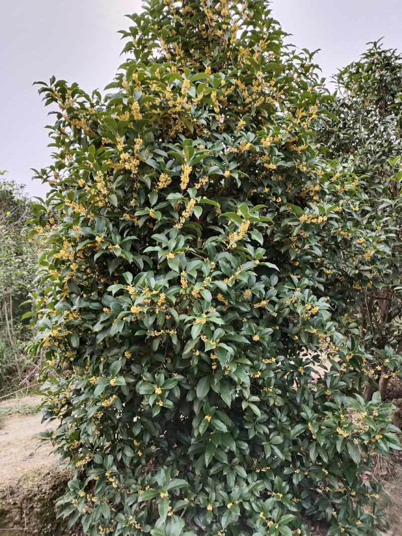 桂花，占地桂花大量出售各种规格占地用桂花