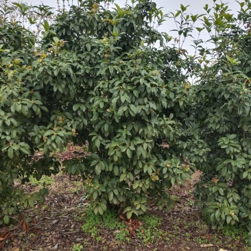 桂花，占地桂花大量出售各种规格占地用桂花