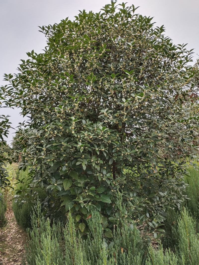 桂花，占地桂花大量出售各种规格占地用桂花