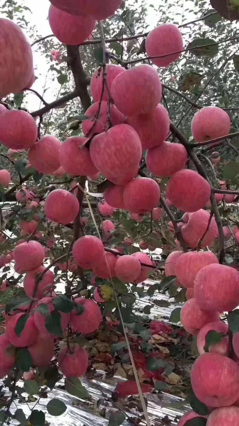 甘肃红富士苹果，一手货源，量大从优模式代收代贮大包合作。