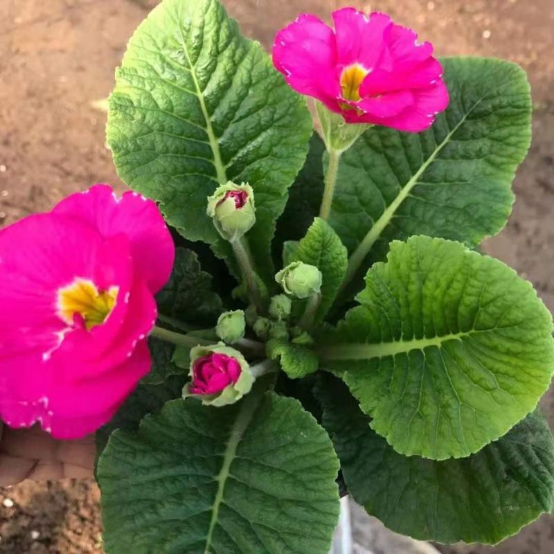 报春花，多色，基地直销，适合冬季租摆，室内摆放