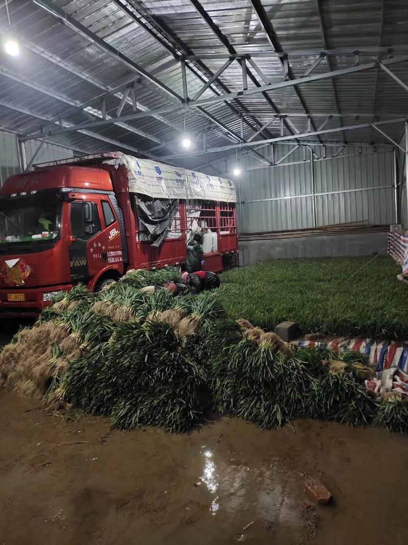 陆地红根蒜苗大量供应中！欢迎大家前来选购！