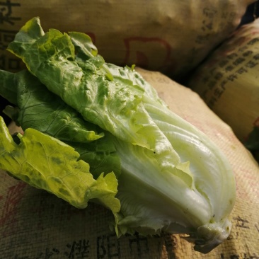 安阳市内黄县王保昌商行大量供应生菜