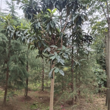 枇杷树，常年大量出售各种规格的高分枝枇杷树