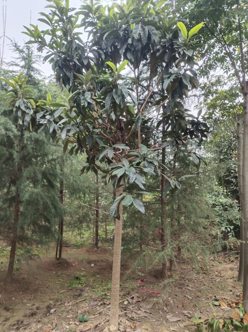 枇杷树，常年大量出售各种规格的高分枝枇杷树