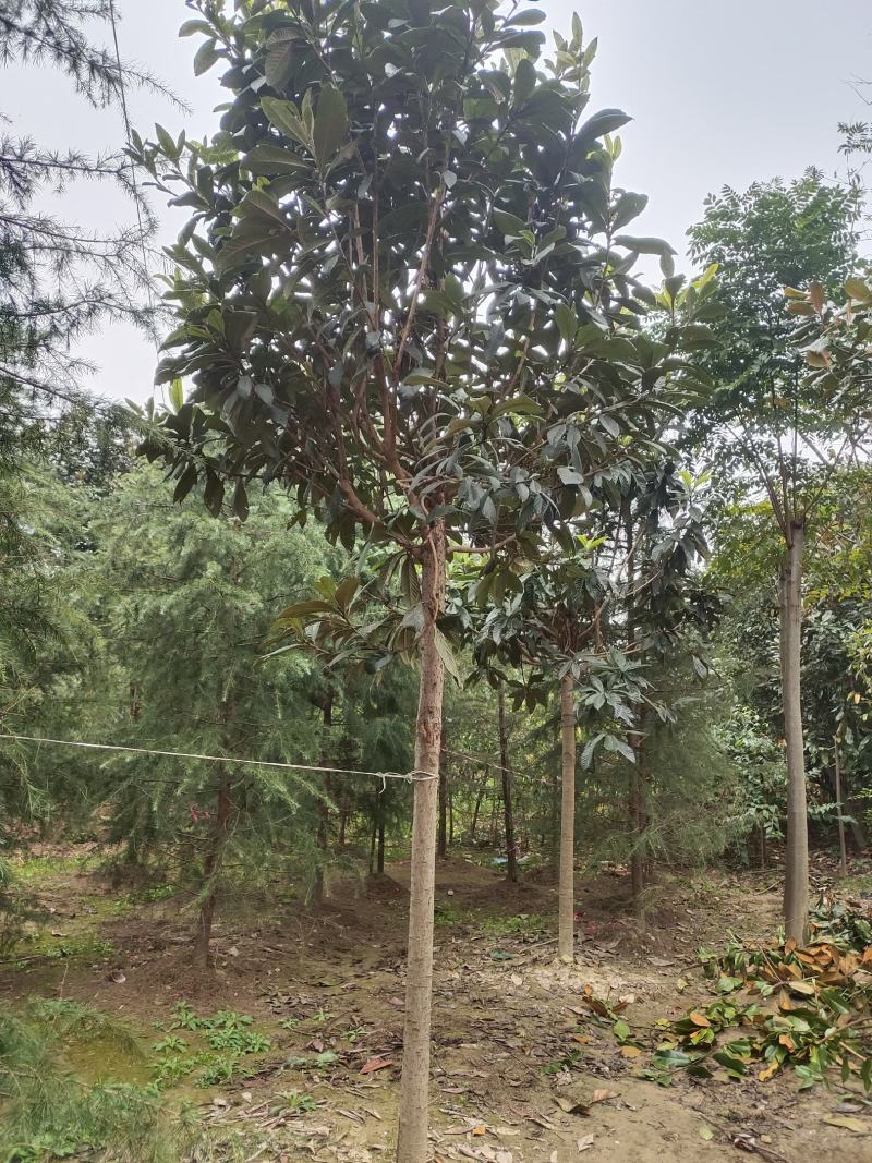 枇杷树，常年大量出售各种规格的高分枝枇杷树
