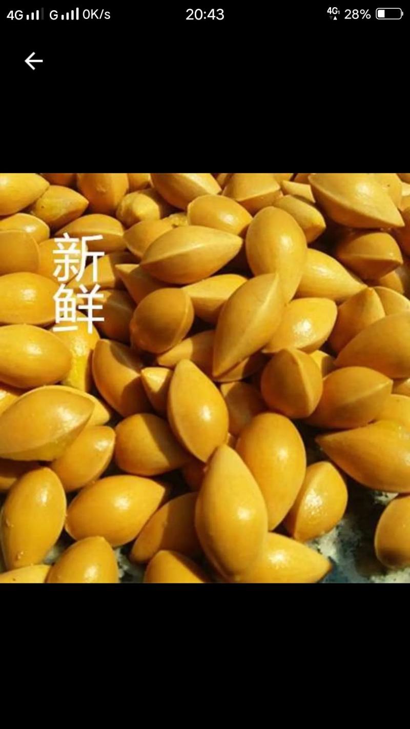 2020年新银杏果，包邮价，白果新果，机器筛选果子均匀