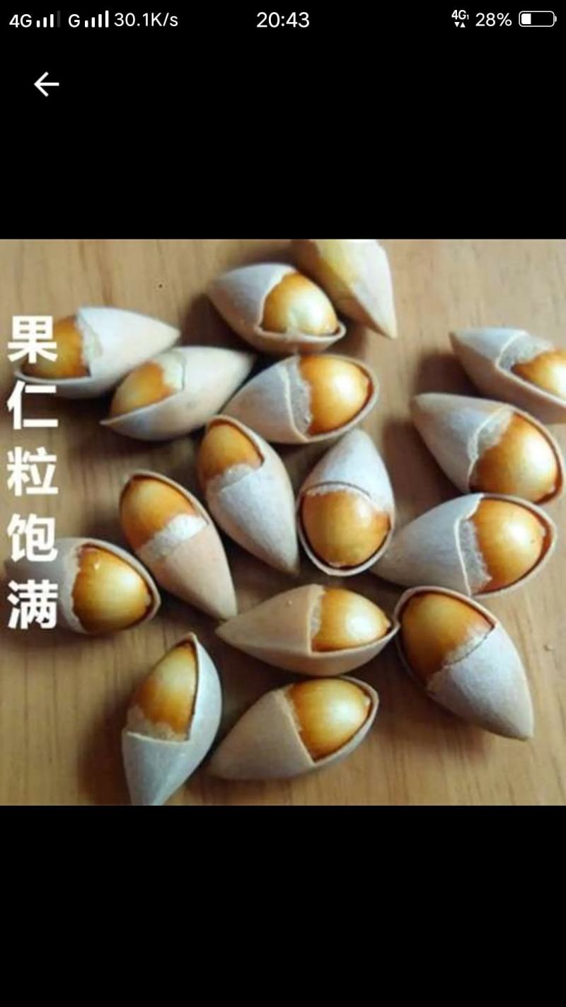 2020年新银杏果，包邮价，白果新果，机器筛选果子均匀