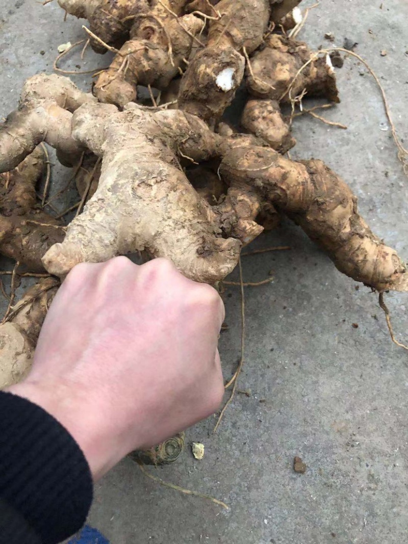 多花姜型甜黄精块茎，不倒苗，块茎苗，优质品种，产量高