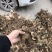 多花姜型甜黄精块茎，不倒苗，块茎苗，优质品种，产量高