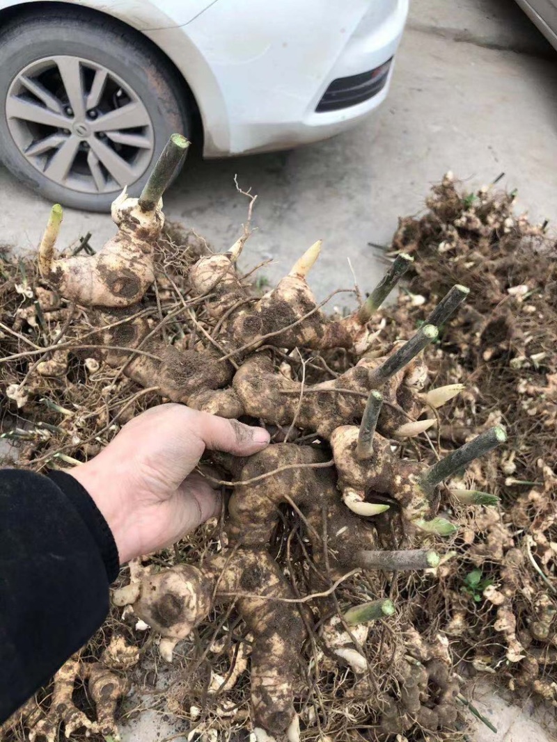 多花姜型甜黄精块茎，不倒苗，块茎苗，优质品种，产量高