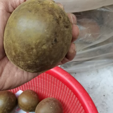 罗汉果一手货源特果质量保证同行可批