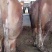 育肥肉牛，公牛母牛出肉率高、油少、出肉率高到50%以上、