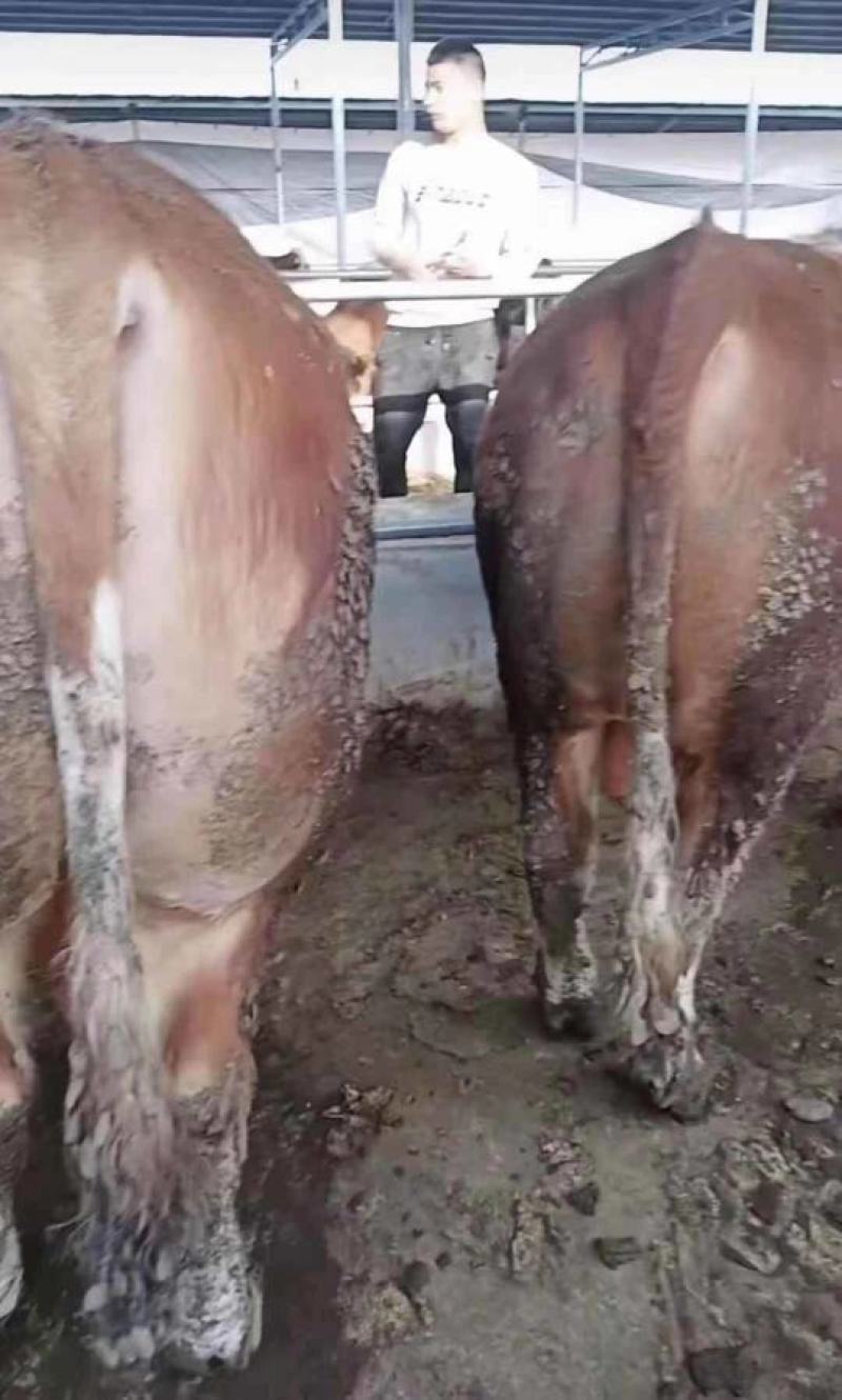育肥肉牛，公牛母牛出肉率高、油少、出肉率高到50%以上、
