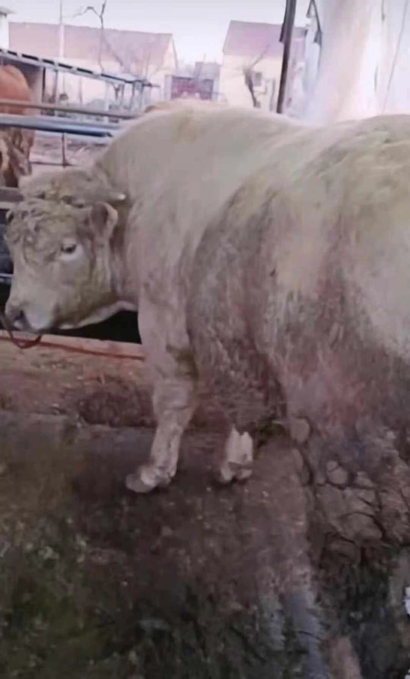 育肥肉牛，公牛母牛出肉率高、油少、出肉率高到50%以上、